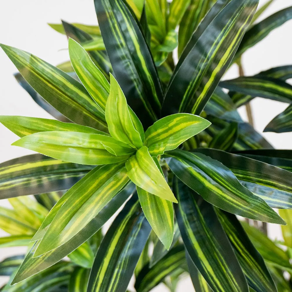 Dracena imperial